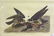 2362: offset prints after Audubon Amsterdam