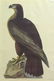 2362: offset prints after Audubon Amsterdam - 2