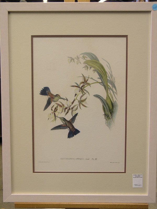 425 J. Gould and H.C. Richter, birds, lithographs
