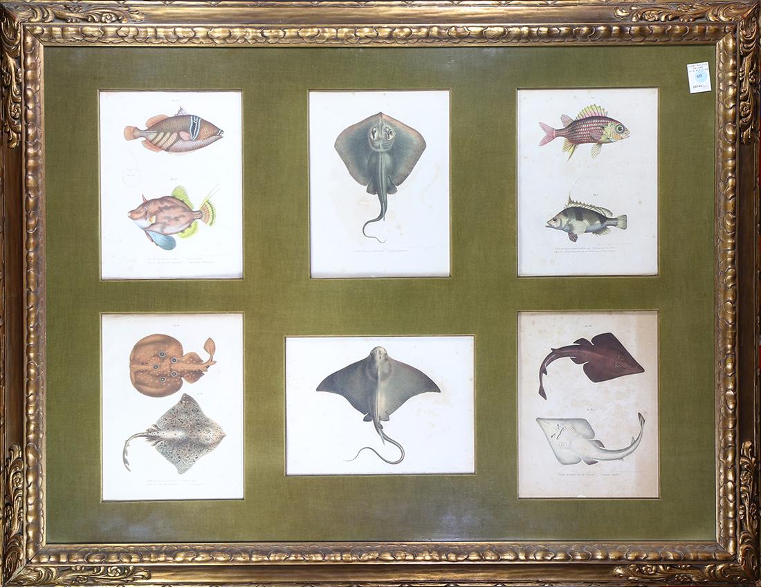 Prints, Stingrays and Fish (1 of 1)