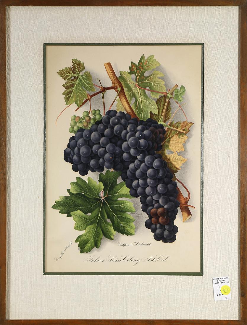 Prints, Edward Bosqui, California Burgundy, Zinfandel, (1 of 3)