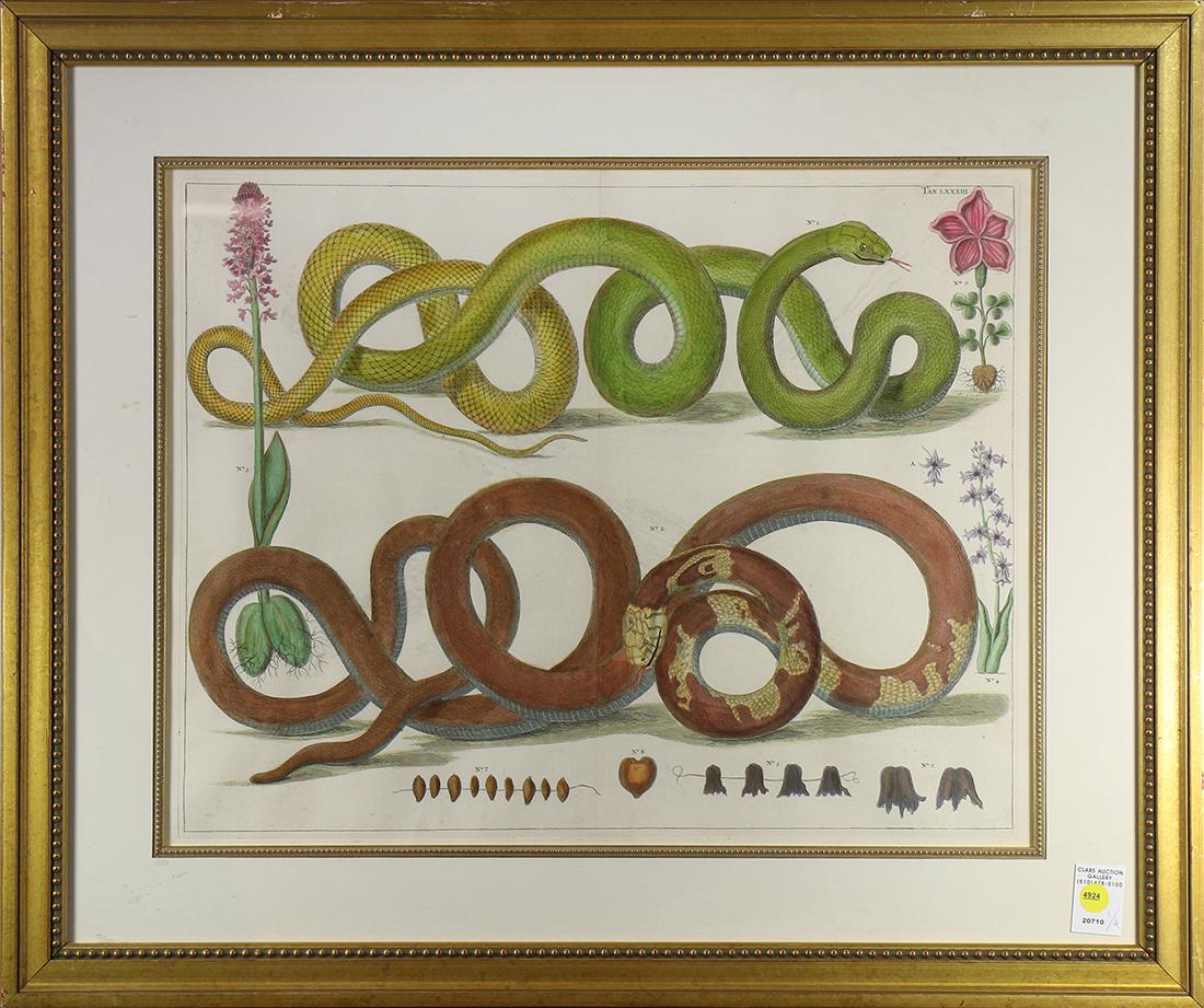 Prints, Albertus Seba (1 of 4)