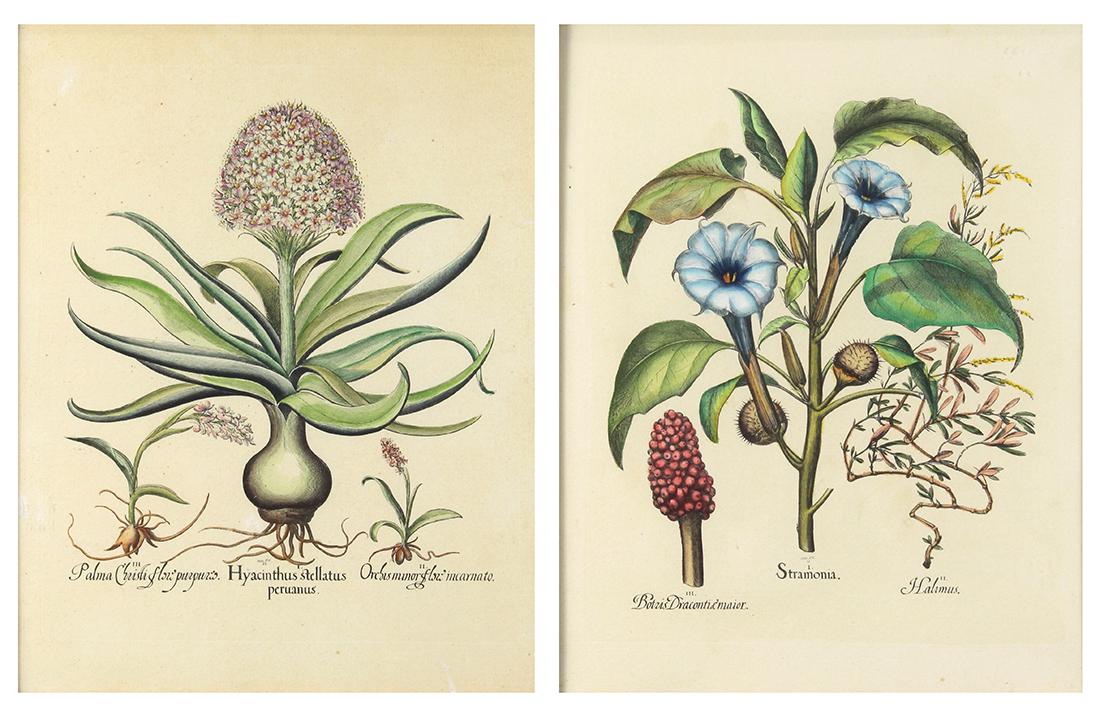 Botanical Prints, Hyacinthus Stellatus Peruanus and (1 of 5)