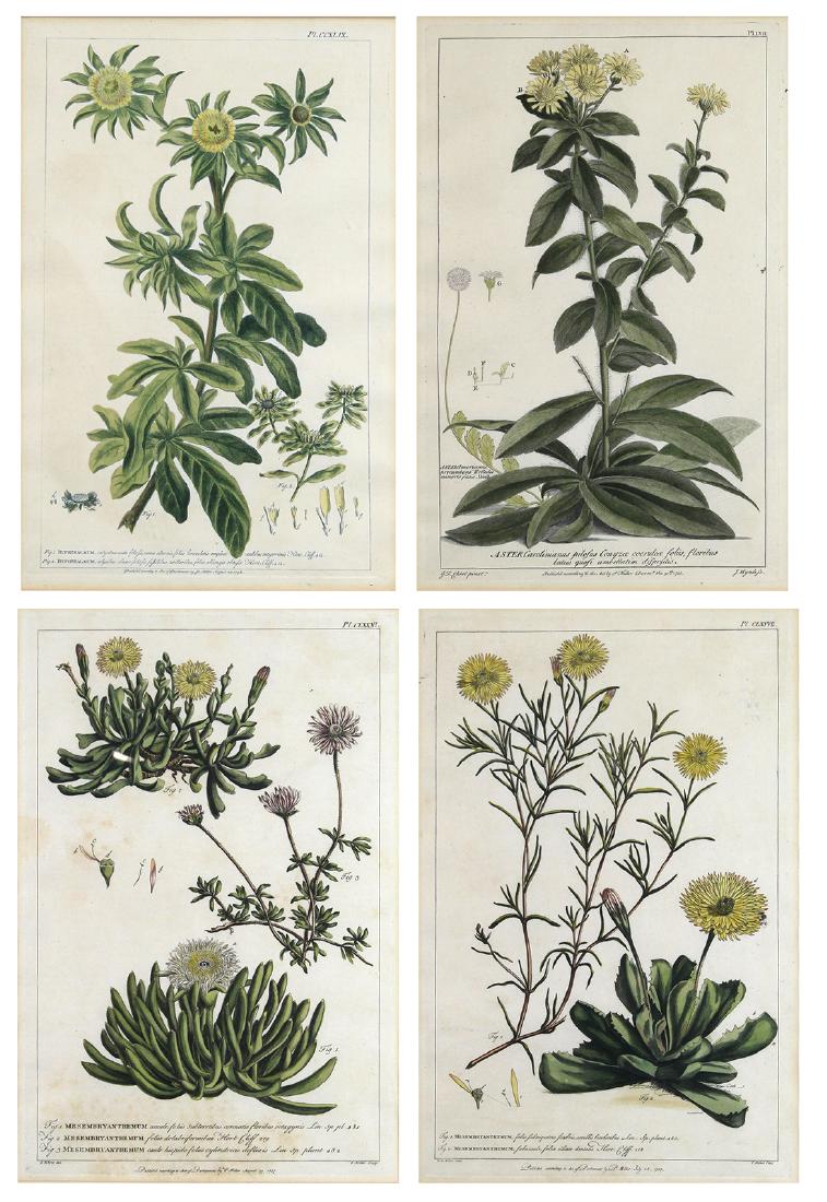 Prints, 18th Century Botanicals (1 of 9)