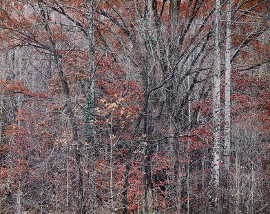 Photograph, Christopher Burkett: Christopher Burkett (American, b. 1951), Fall Trees - Orange, chromogenic print, pencil signed on matting lower right, sight: 18.25"h x 22.75"w, overall (with frame): 30"h x 36.5"w. Provenance: Nestl�