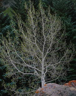 Photograph, Christopher Burkett: Christopher Burkett (American, b. 1951), Fall Tree - White, chromogenic print, pencil signed on matting lower right, sight: 22.75"h x 18.25"w, overall (with frame): 36.5"h x 30"w. Provenance: Nestlé