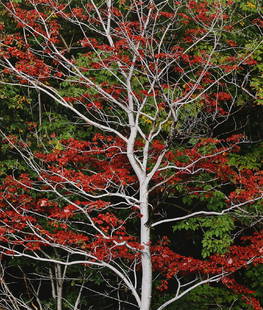 Photograph, Christopher Burkett: Christopher Burkett (American, b. 1951), Fall Tree - Red, chromogenic print, pencil signed on matting lower right, sight: 22.75"h x 18.25"w, overall (with frame): 36.5"h x 30"w. Provenance: Nestlé Dr