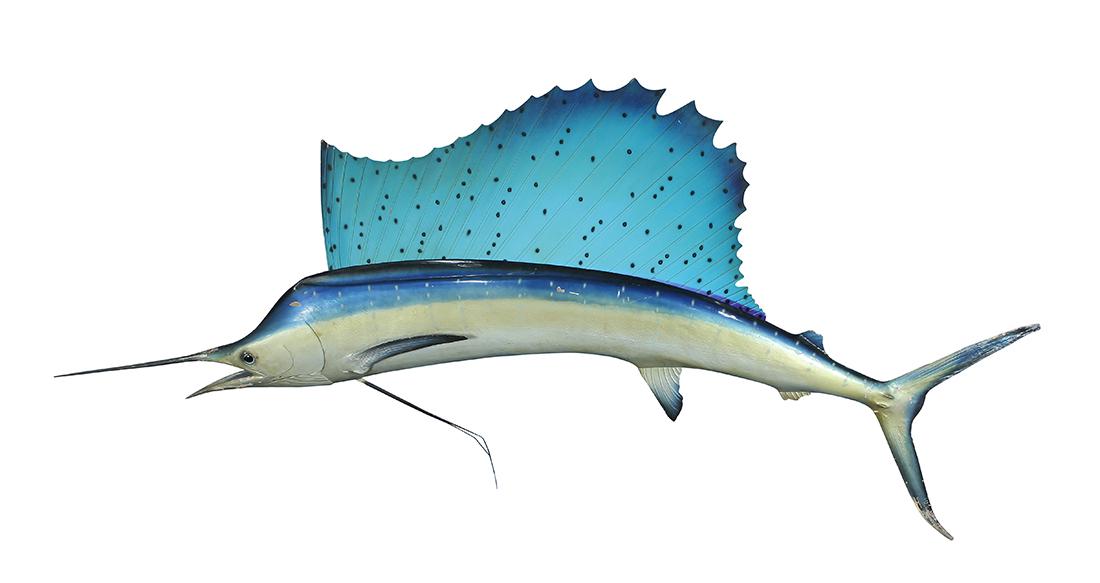 Large wall hanging fish model depicting a sailfish, (1 of 2)