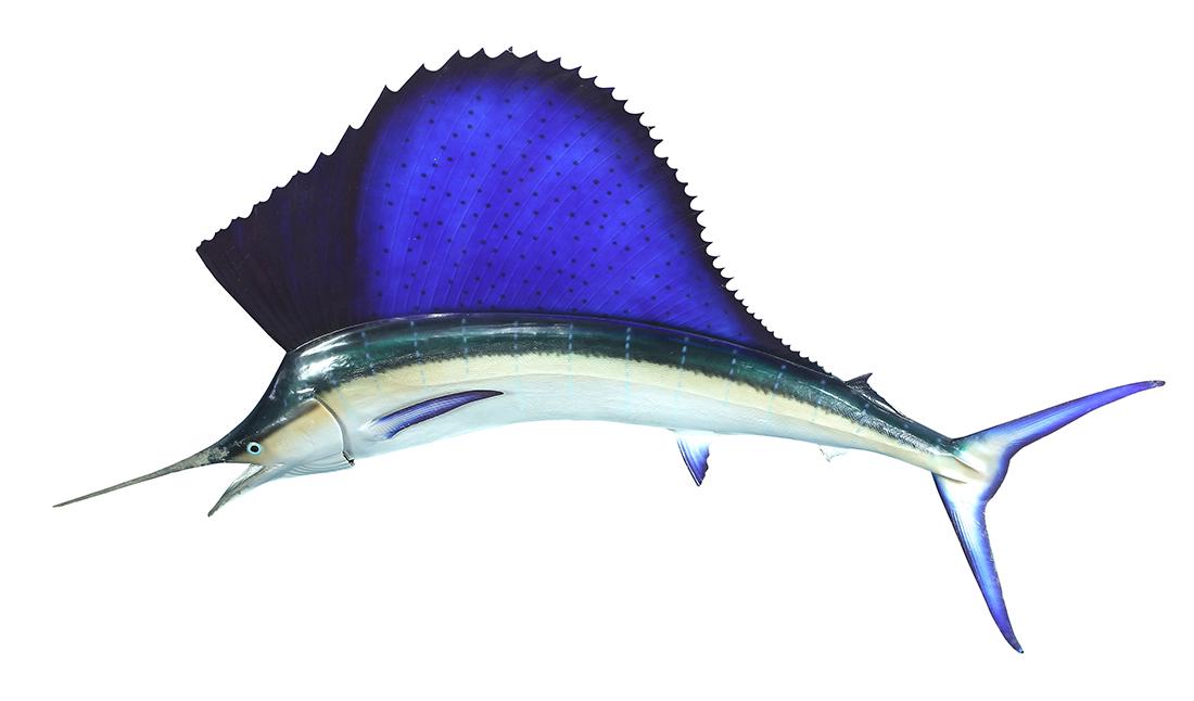 Large wall hanging fish model of a sailfish with a blue (1 of 2)