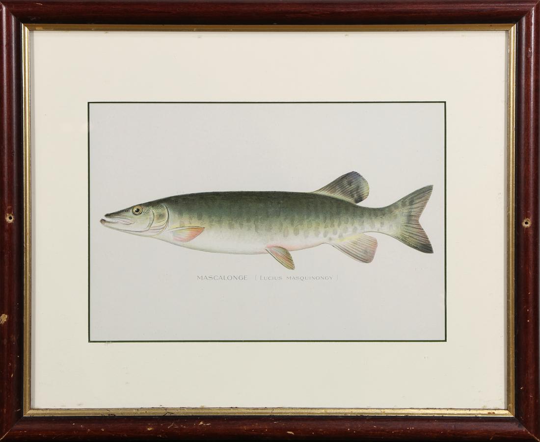 Prints, Ichthyological Studies, Spengers Fish Grotto (1 of 4)