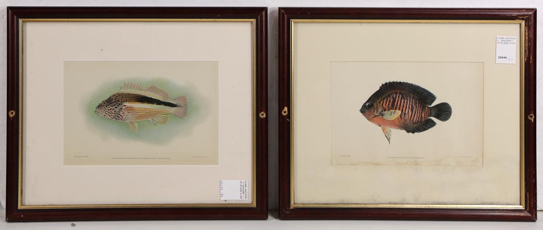 Prints, Ichtylogical Studies, Coral Reefs, Spengers (1 of 3)