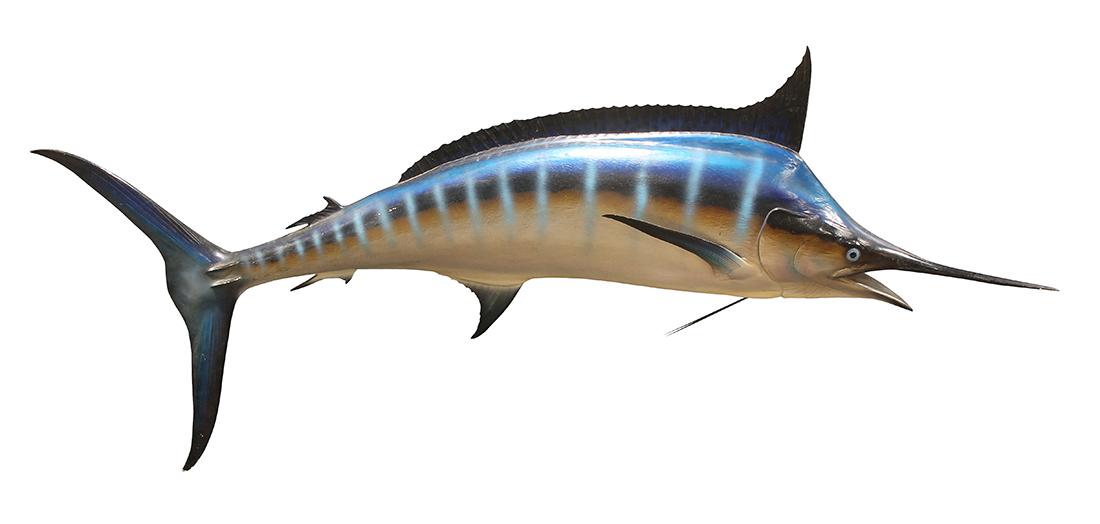 Large trophy fish of a marlin (1 of 2)