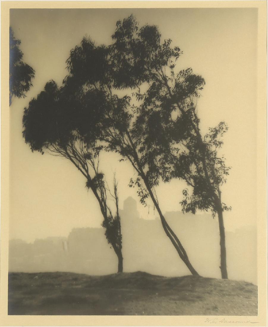 Photograph, William E Dassonville: William E Dassonville (American, 1879-1957), Eucalyptus, gelatin silver print, pencil signed lower right, image: 9.75"h x 7.75"w, overall (with frame): 16.5"h x 13.75"w