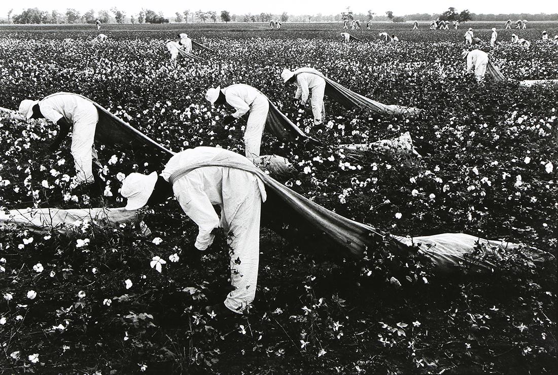 Photograph, Danny Lyon, Cotton Pickers: Danny Lyon (American, b. 1941), “The Cotton Pickers,” 1968, gelatin silver print, pencil signed, titled, and dated verso, later print, image: 9"h x 13.5"w, sheet: 11"h x 14"w, overall (with mattin