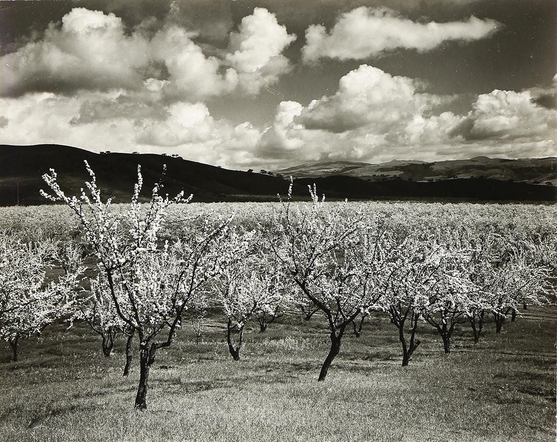 Photograph, Ansel Adams, Orchards, South of San Jose: Ansel Adams (American, 1902-1984), "Orchards, South of San Jose," circa 1949, gelatin silver print, titled in pen verso, artist stamp "Photograph by Ansel Adams 131 - 24th Avenue, San Francisco, NEG. 