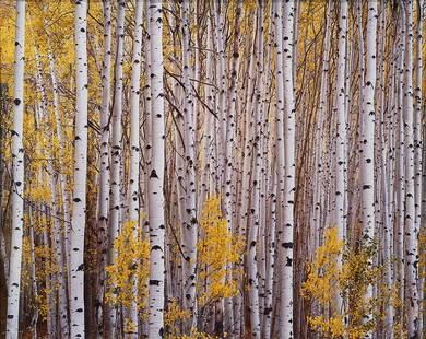 Photograph, Christopher Burkett: Christopher Burkett (American, b. 1951), Aspens I, chromogenic print, pencil signed on mat lower right, sight: 28"h x 35.5"w, ovrall (with frame): 40.5"h x 46"w