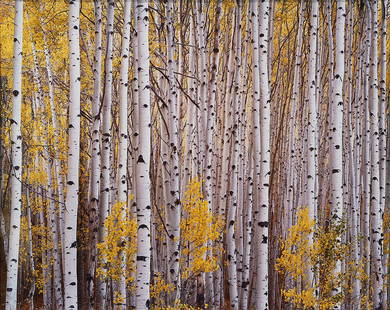 Photograph, Christopher Burkett: Christopher Burkett (American, b. 1951), Aspens I, chromogenic print, pencil signed on mat lower right, sight: 28"h x 35.5"w, ovrall (with frame): 40.5"h x 46"w