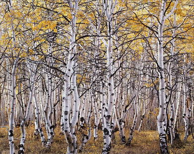 Photograph, Christopher Burkett: Christopher Burkett (American, b. 1951), Aspens II, chromogenic print, pencil signed on mat lower right, sight: 28"h x 35.5"w, ovrall (with frame): 40.5"h x 46"w