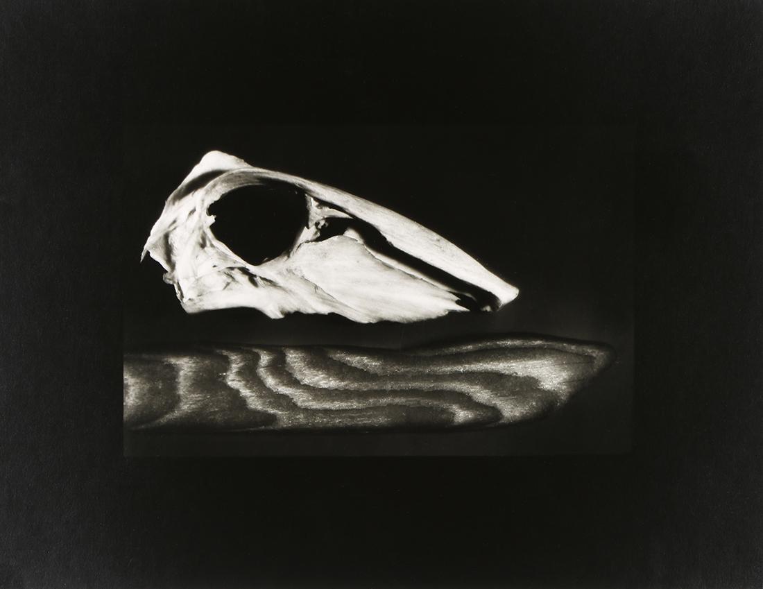 Photograph, Ruth Bernhard: Ruth Bernhard (American, 1905-2006), "Bird Skull with Driftwood," circa 1950, gelatin silver print, pencil signed on mat lower right, signed, dated, and titled verso, image: 10.5"h x 13.5"w, overall (