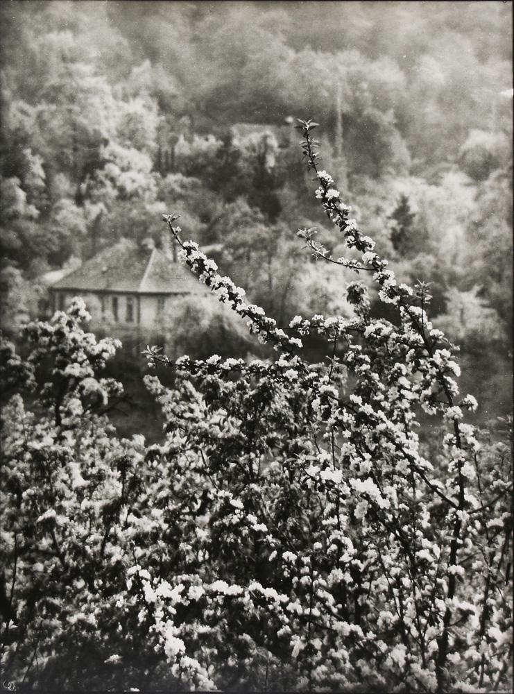 Photograph, Josef Sudek: Josef Sudek (Czech, 1896-1976), "View of Spring From Our Street," gelatin silver print, unsigned, sheet (unframed): 12"h 9.5"w