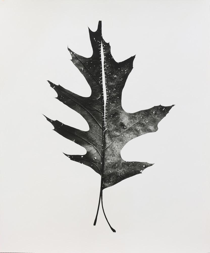 Photograph, Arne Svenson: Arne Svenson (American, 20th century), Untitled, 1993, gelatin silver print, pencil signed and dated verso, edition 5/25, sheet (unframed): 17"h x 14"w