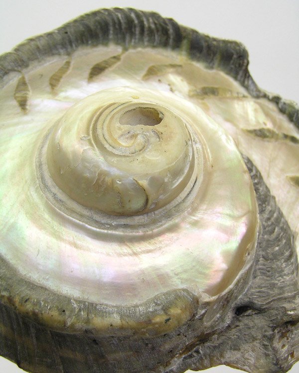 Sea shell mounted shade on a lamp, - 5