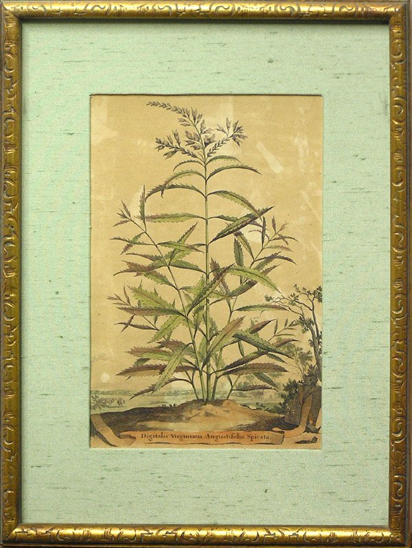 Print, Botanical, Hand-colored