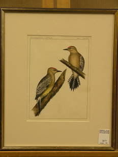 3 framed lithographs, Birds: (lot of 3) Framed handcolored lithographs, Birds, U.S.P.R.R. Exposition and Surveys, 16''H x 14''W