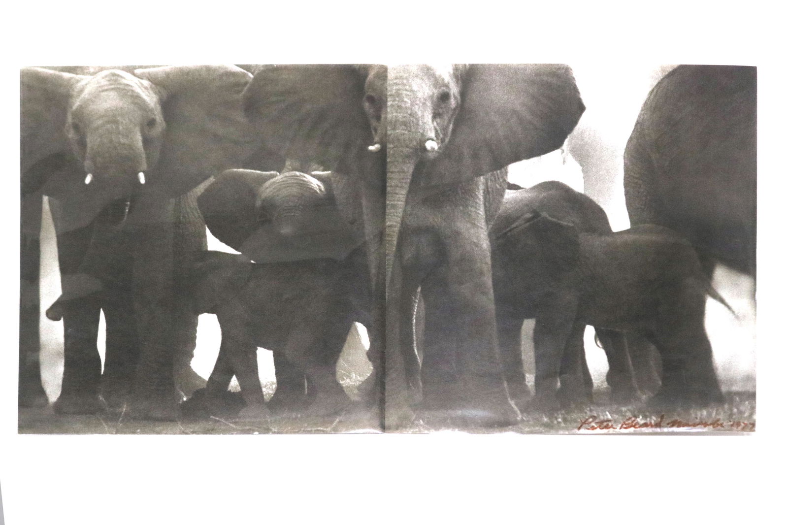 Peter Beard, double page offset book illustration: Peter Beard (American, 1938-2020), From "The End of the Game," 1977, double page offset book illustration, signed and dated in pen lower right, sheet (unframed/unfolded): 10.75"h x 19"w