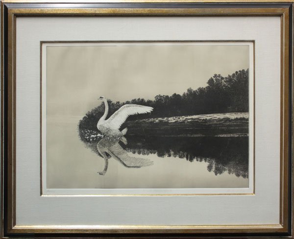 Print Michael Colb Swan Rising
