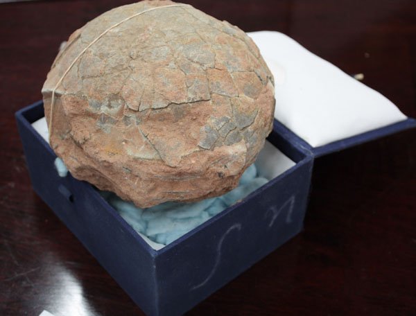 Chinese Prehistoric Dinasour Egg