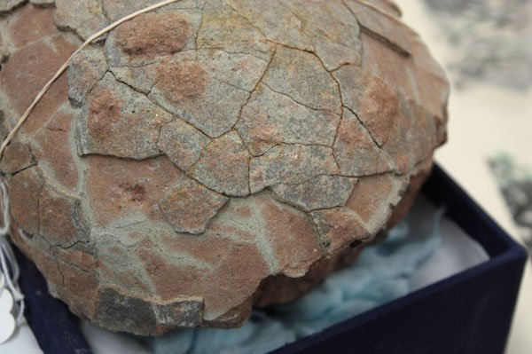 Chinese Prehistoric Dinasour Egg - 2