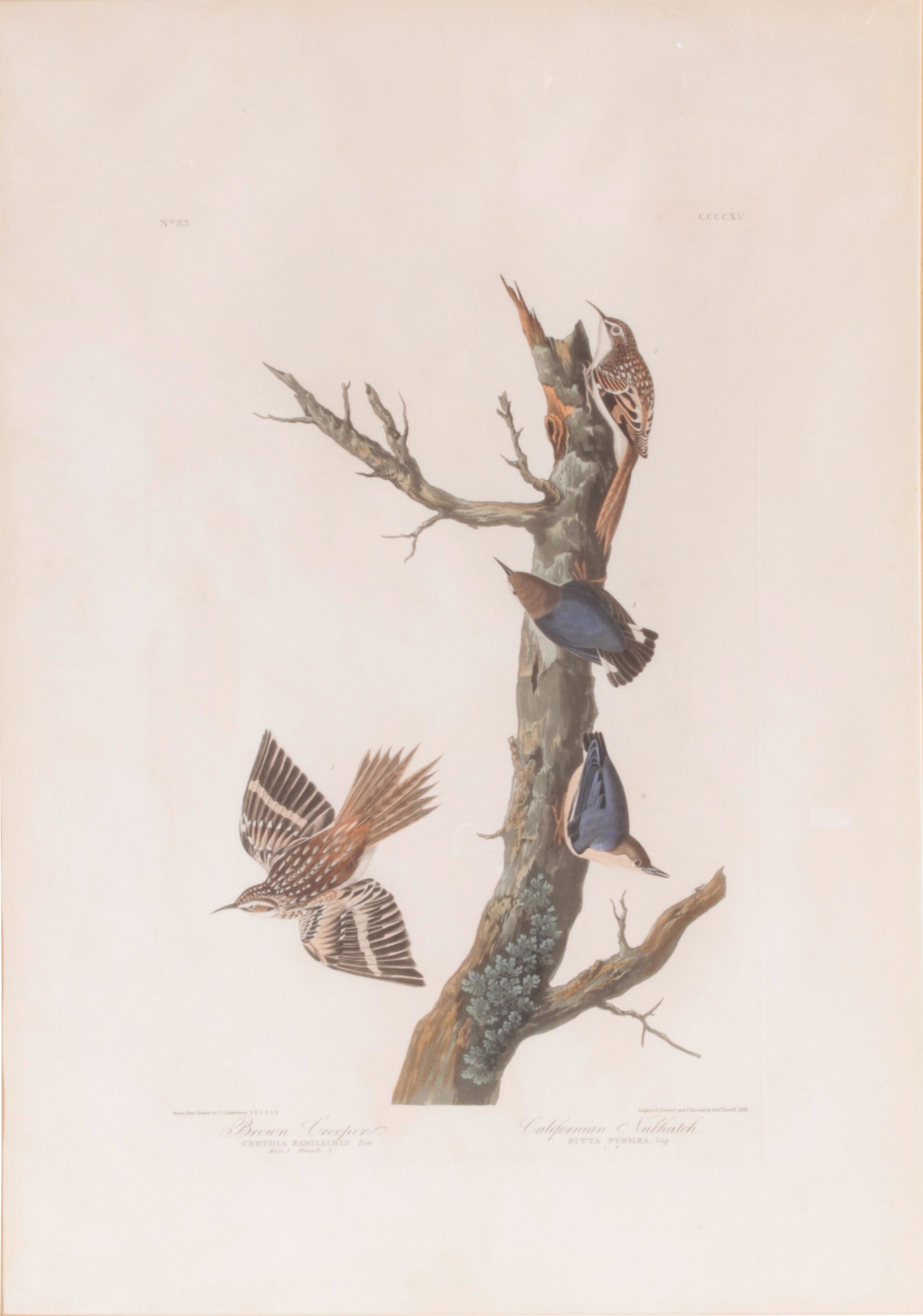 Print, John James Audubon: John James Audubon (American, 1785-1851), "Brown Creeper and California Nuthatch" (No. 83, plate CCCCXV) from "The Birds of America," 1838, engraving with aquatint, Robert Havell edition, plate: 19.5"
