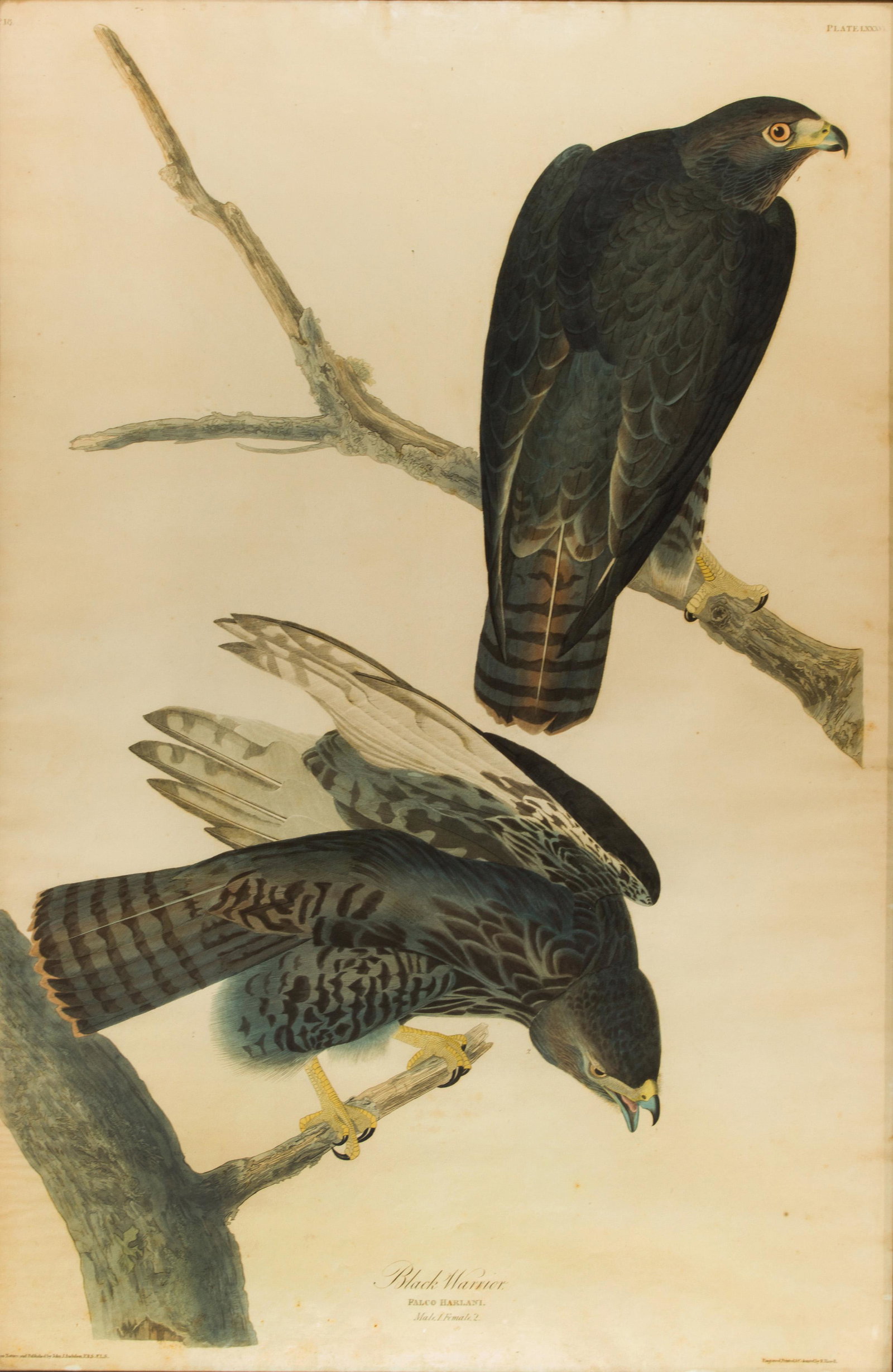 Print, John James Audubon: John James Audubon (American, 1785-1851), "Black Warrior, Plate LXXXVI" from "The Birds of America," 1838, etching with aquatint and hand coloring, engraved, printed, and colored by R. Havell, sight: 