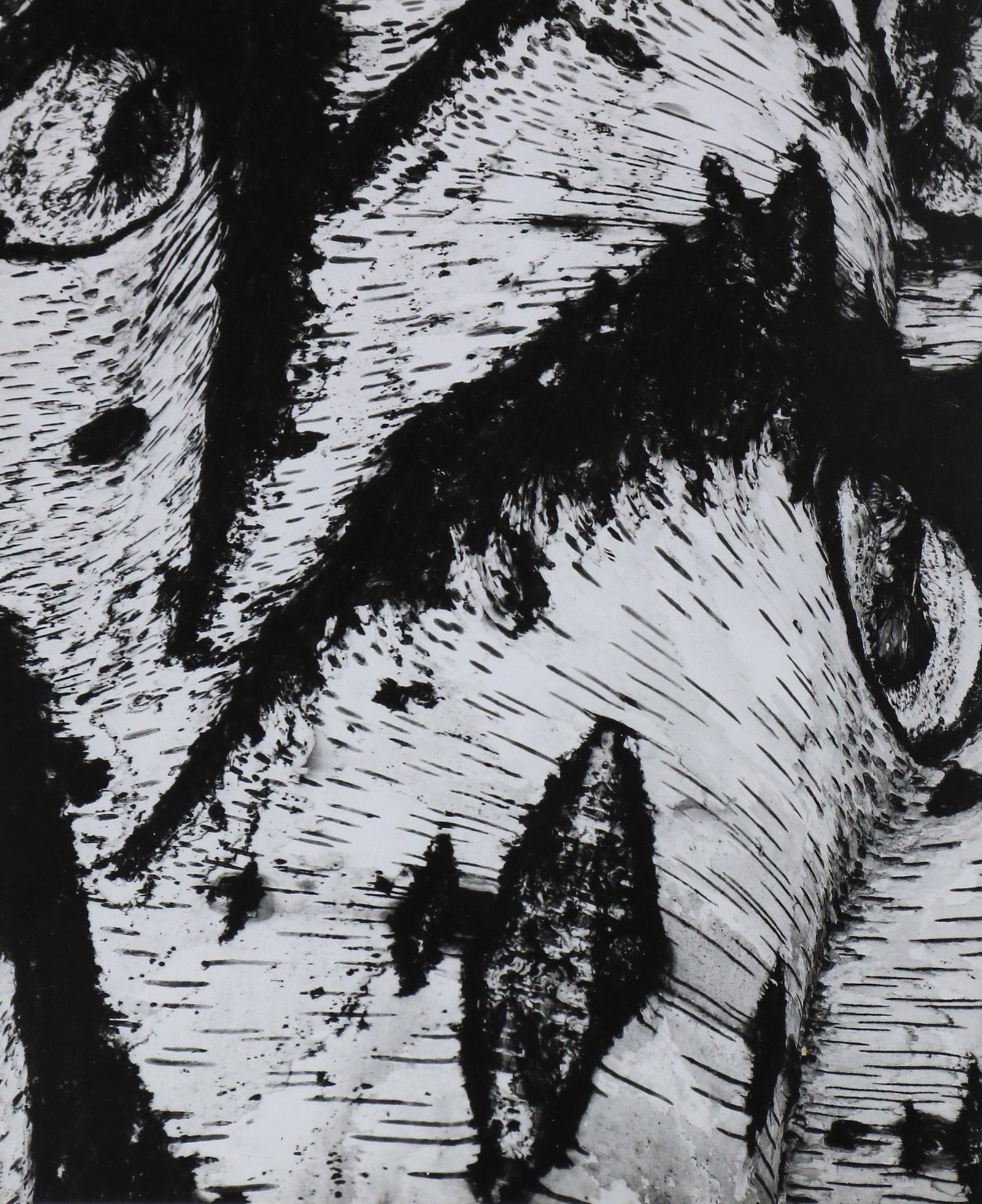 Photograph, Brett Weston: Brett Weston (American, 1911-1993), "Birch Bark Abstraction," 1968, gelatin silver print, pencil signed and dated lower right, image/sheet: 9.5"h x 7.75"w, overall (with frame): 17.75"h x 14.25"w