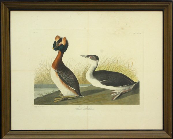 Engraving after Audubon, Robert Havell: Framed hand-colored engraving and aquatint, Horned Grebe, pl. CCLIX, printed c. 1835, after John James Audubon (American, 1785-1851), printed by Robert Havell (American, 1793-1878), plate: 14.75''h x 