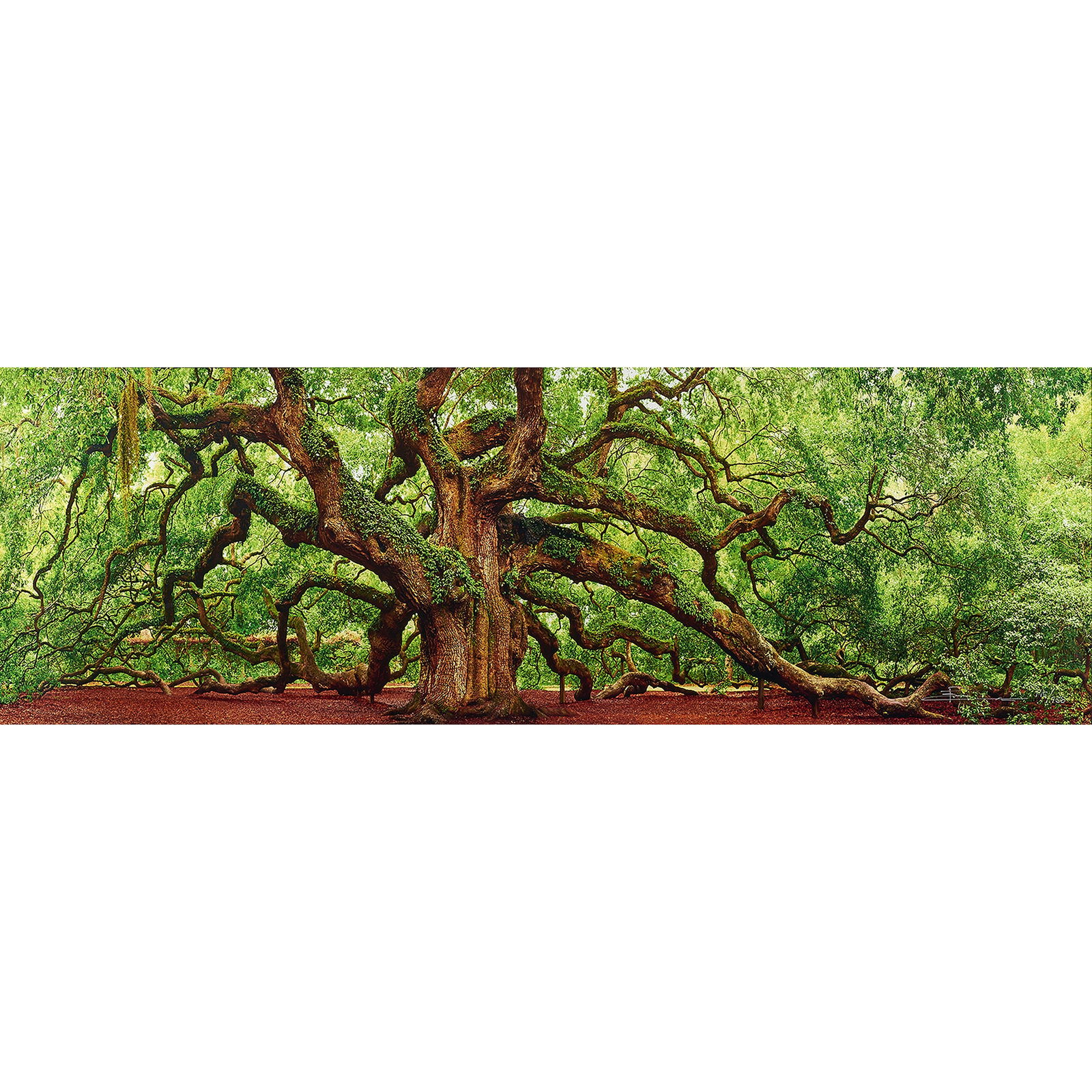 Photograph, Peter Lik (1 of 5)