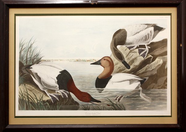 engraving, Canvas-backed duck, Robert Havell: Framed handcolored engraving, ''Canvas-backed Duck,'' after J.J. Audubon (American, 1785-1851), printed by Robert Havell (American, 1793-1878), overall: 32''h x 44''w