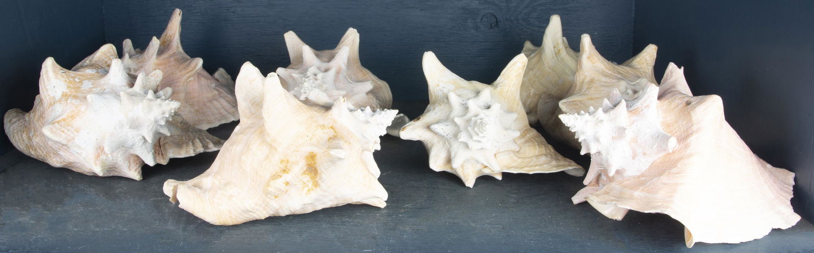 (lot of 8) Queen conch shells (1 of 1)