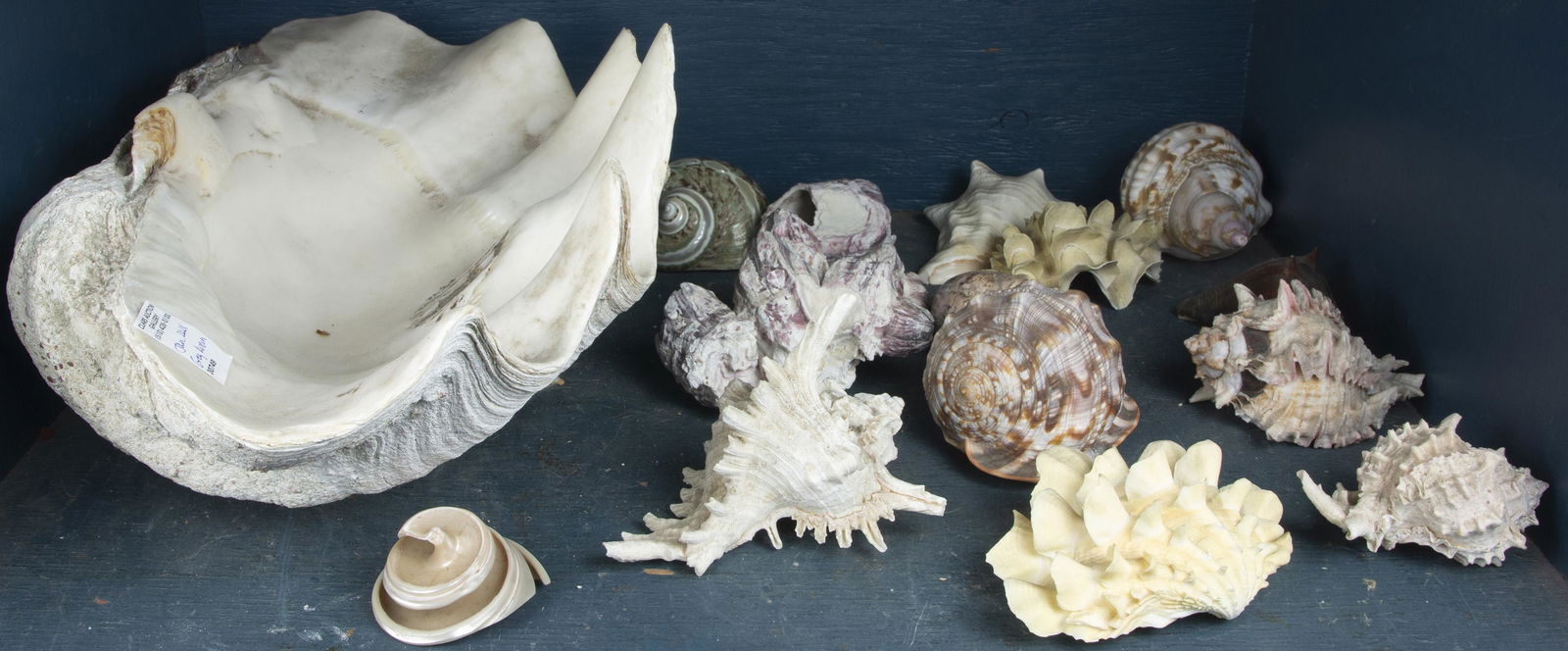 One shelf of shells and mollusk specimens (1 of 1)