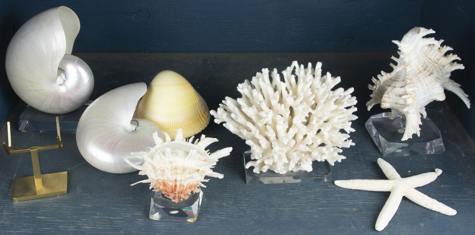 (lot of 7) Nautilus shells and other coral reef (1 of 1)