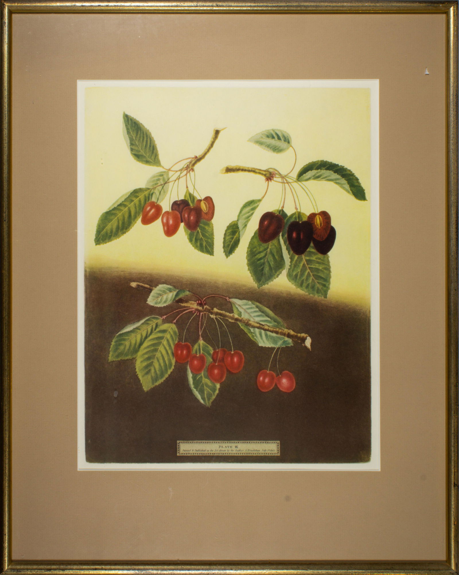 Prints, After George Brookshaw: (lot of 2) After George Brookshaw (British, 1751-1823), Cherries, Plate IX and X, offset prints, each unsigned, overall (with frame): 23"h x 18.5"w
