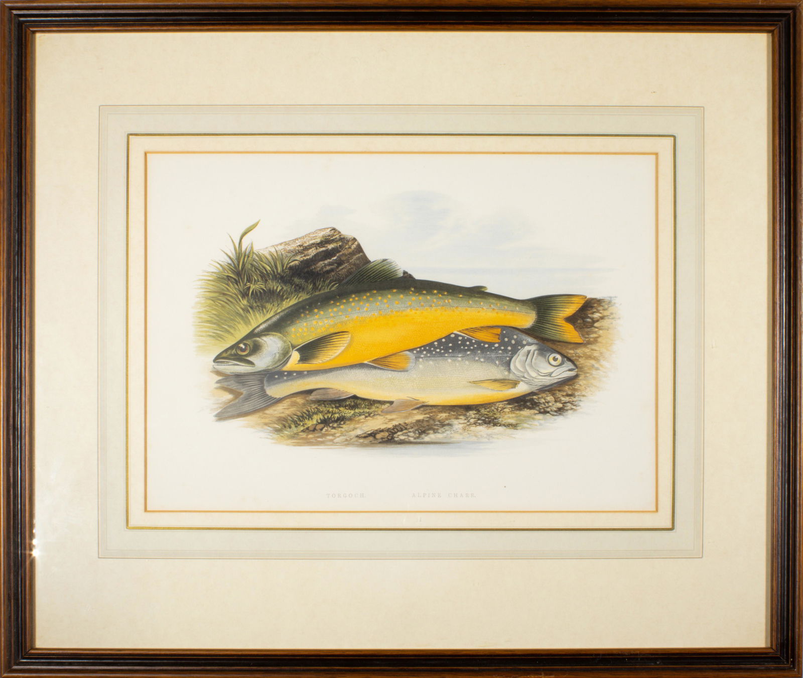 Print, After Francis Alexander Lydon: After Francis Alexander Lydon (British, 1836-1917), "Torgoch, Alpine Charr," hand colored print, titled lower center, overall (with frame): 16.75"h x 19.5"w
