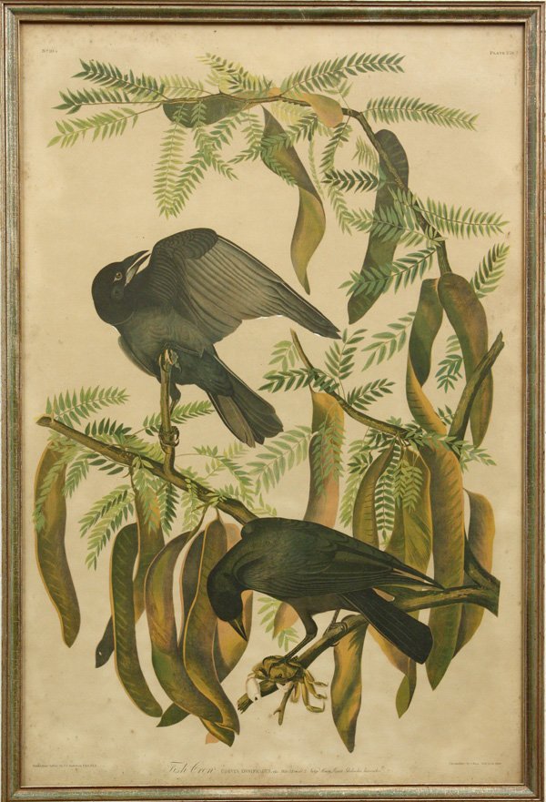 Litho, Julius Bien, Fish Crow, Audubon: Framed chromolithograph, ''Fish Crow,'' by Julius Bien (American, 1826-1909), after John James Audubon, published in 1860, sight: 38.75''h x 25.5''w, overall: 40.75''h x 27.625''w