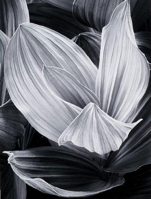 Photograph, John Sexton: John Sexton (American, b. 1953), "Corn Lilly, Eastern Sierra Nevada, California," 1977, gelatin silver print, pencil signed lower right, dated lower left, image: 12.5"h x 9.5"w, overall (with frame):