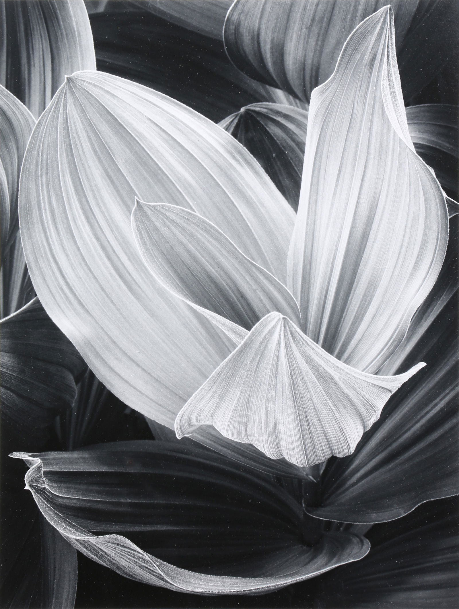 Photograph, John Sexton: John Sexton (American, b. 1953), "Corn Lily, Upper Rock Creek, California, 1977," printed 1983, gelatin silver print, pencil signed lower right, negative date lower left, signed, titled, dated, dedica