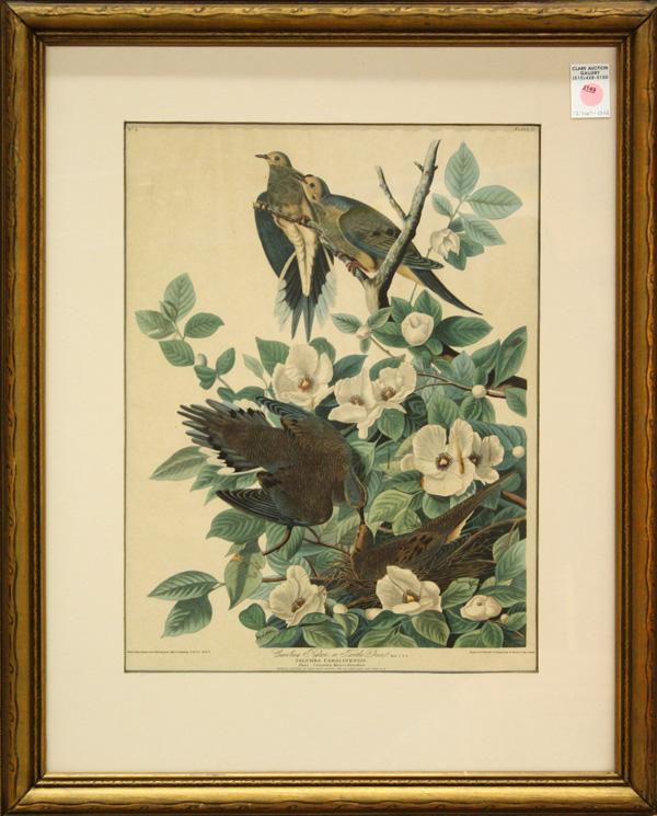 Print, after Audubon, Carolina Pigeon: Framed offset lithograph, ''Carolina Pigeon or Turtle Dove,'' after Havell edition, after John James Audubon, overall: 26.75''h x 21.625''w