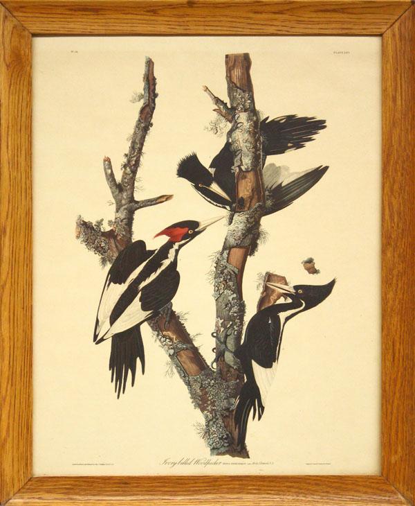 Print, after Audubon, Ivory-billed Woodpecker: Framed offset lithograph, ''Ivory-billed Woodpecker,'' after John James Audubon (American, 1785-1851), unsigned, overall: 22.75''h x 18.75''w