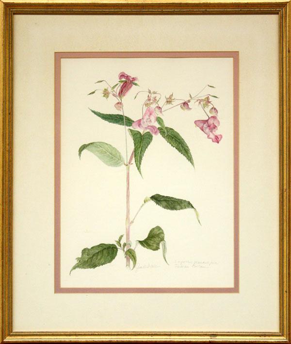 Painting, Impatiens glandulifera: Framed watercolor on paper, ''Impatiens glandulifera/Indian Balsam,'' pencil signed indistinctly lower center (Judith Hillelson?), titled lower right, overall: 21.5''h x 18.25''w