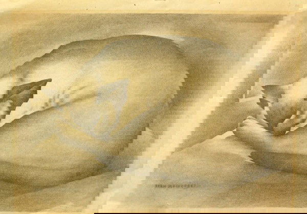 lithograph, Ivan Messenger, Siamese Siesta: Unframed lithograph, ''Siamese Siesta #1,'' by Ivan Messenger (American, 1895-1983), signed in pencil ''Ivan Messenger'' lower right, titled in pencil lower left, overall: 11''h x 15''w